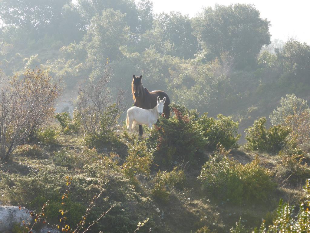 Le Gite De Cristal Proche Bugarach Granes エクステリア 写真